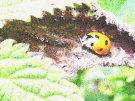 Ladybird / Ladybug 8 (On A Nettle)
