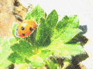 Ladybug / Ladybird 9