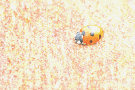 Ladybug / Ladybird 13