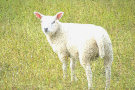 Lamb 2