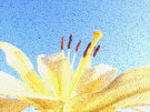 Lily 5 (Yellow against blue sky)