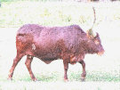Long Horned Cow