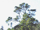 Tree At Mount Stewart Gardens