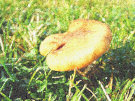 Mushroom 3