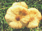 Mushrooms 2