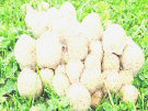 Mushrooms 5