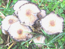 Mushrooms 7