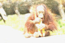 Orangutan 7