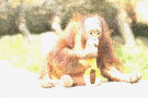 Orangutan 8