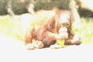 Orangutan 9