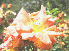 Peach / Yellow Rose