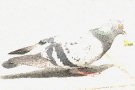 Pigeon 7