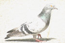Pigeon 9