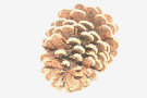 Pine Cone 2