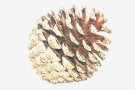 Pine Cone 3