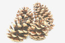 Pine Cones 2