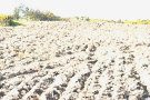 Ploughed Fields 3