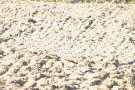 Ploughed Field 5