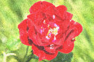 Red Rose 2 - taken with Sigma 70-300 APO DG lens