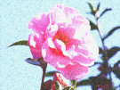 Pink Rhododendron Flower
