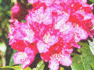 Rhododendron 11