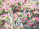 Rhododendron 13