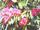 Rhododendron 14