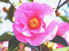 Pink Rhododendron Flower 2