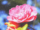 Pink Rhododendron Flower 3