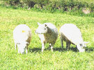 Sheep 3