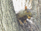 Squirrel 2