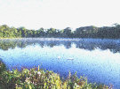 Swan Lake - Greyabbey (With Morning Mist)