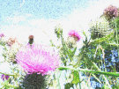 Thistles 2 (With blue sky background)