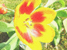 Tulips 5
