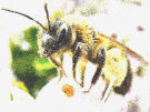 Bees, Wasp Like Insects, Flies
