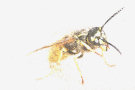 Wasp 2