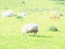 Wild Fox With Sheep (Sheep are totally unconcerned - probably their lambs are too big in May for the fox to eat them!)