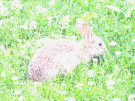 Wild Rabbit 5 in green grass