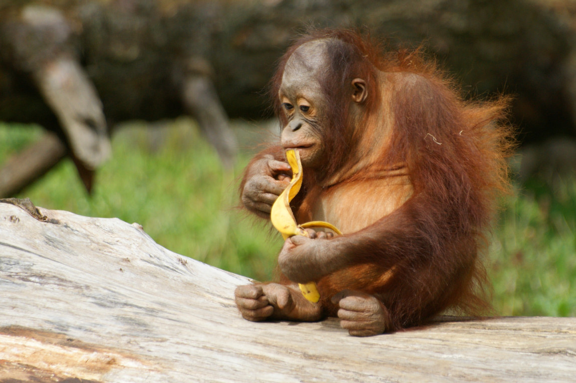 orangutan4.jpg
