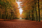 Autumn Forest Autumn Forest