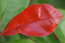Autumn Leaf
