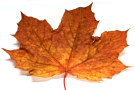 Autumn Leaf 2