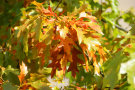 Autumn Leaves 3