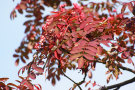 Autumn Leaves 6