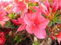 Azalea