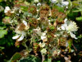 Blackberries (green - early stages of ripening)