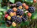 Blackberries In Varying Stages Of Ripeness
