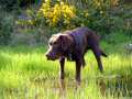 Brown Labrador 10