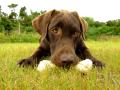 Brown Labrador 12 - Chocolate Lab With Bone