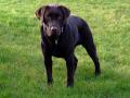 Brown Labrador Dog 4